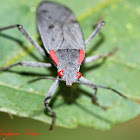 Red-shouldered Bug