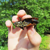 Eastern Painted Turtle