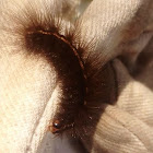 White hermine (larvae)