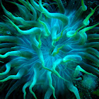 sea anemone