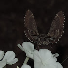 Waved Sphinx Moth