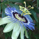 Passionflower