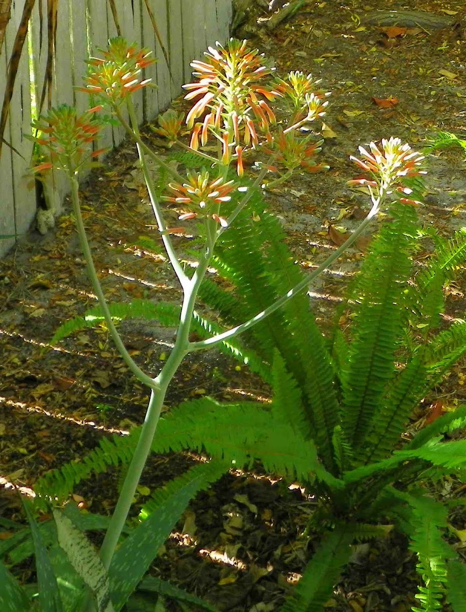 Aloe flowers