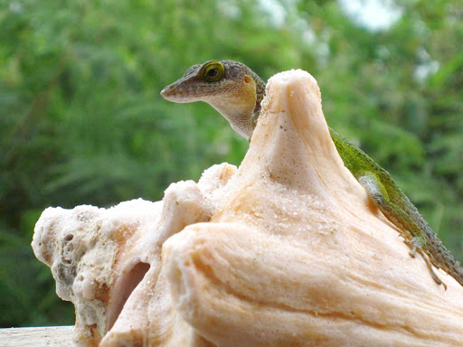 A lizardy denizen of Antigua. 