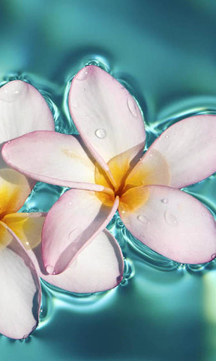 Floating Flower Live Wallpaper