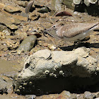 Common sandpiper