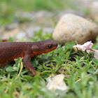 Rough-skinned Newt