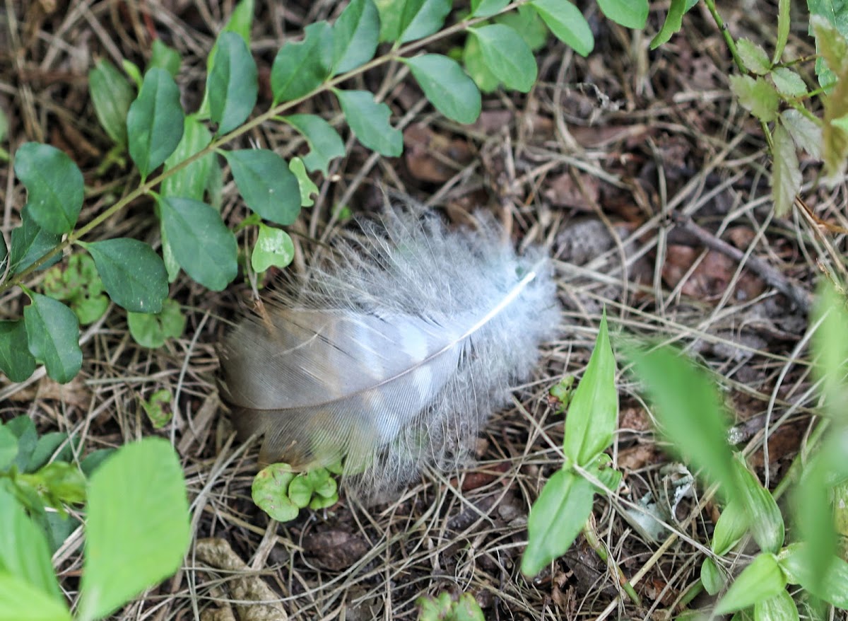 Bird Feather