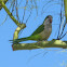 Monk parakeet/quaker parrot