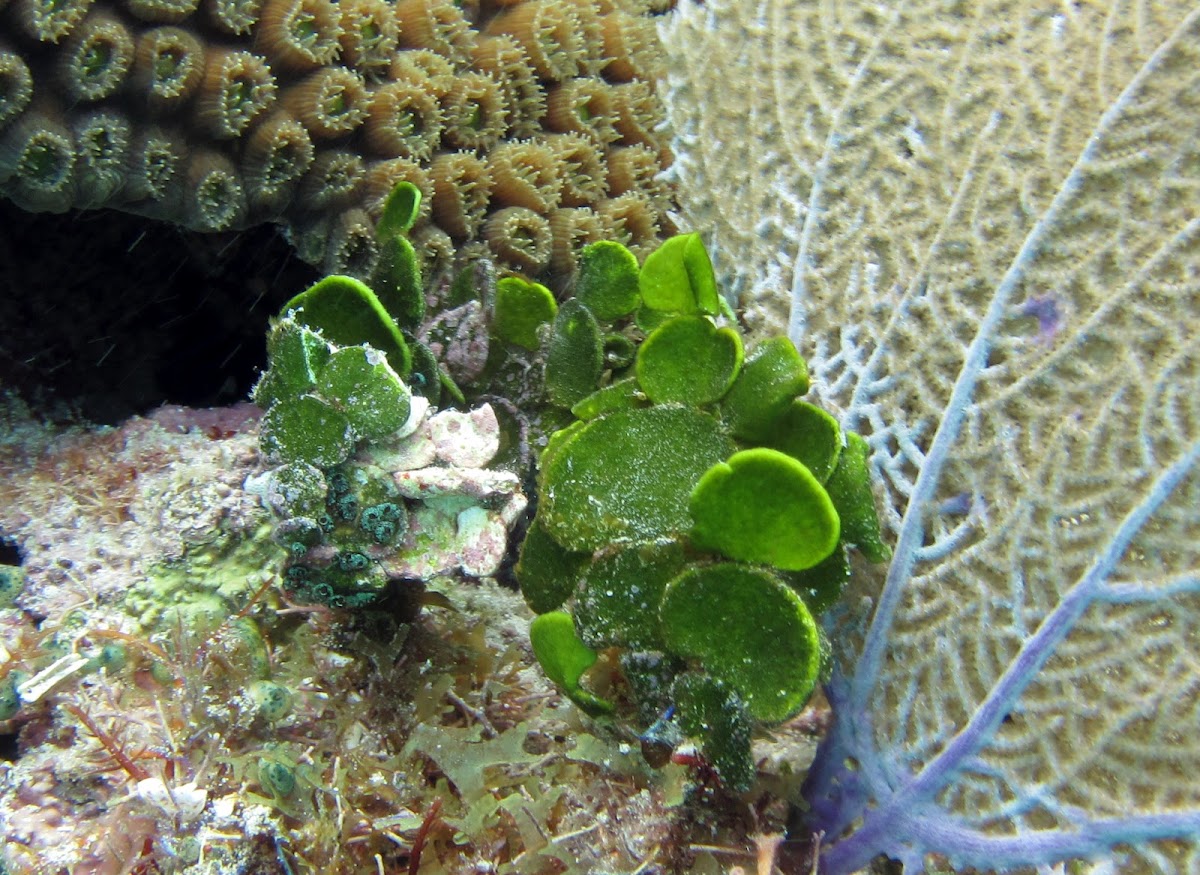 Large Leaf Watercress Alga