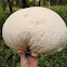 Giant puffball