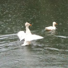 Crested Duck