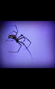 How to mod My Photo Wall Spider LWP patch 1.02 apk for android