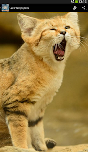 How to get Cats Wallpapers 1.3 apk for bluestacks