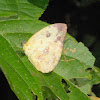 Apricot sulphur (female)