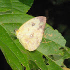 Apricot sulphur (female)