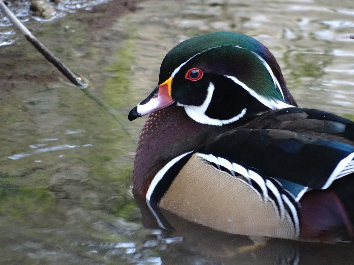 American Wood Duck or pato de Carolina