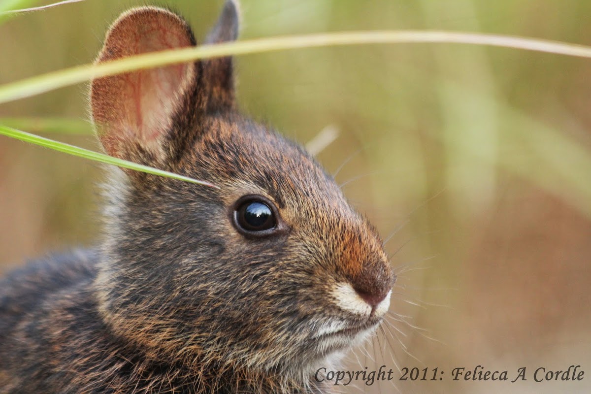 Marsh Rabbit