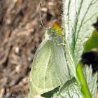 Cabbage White Butterfly