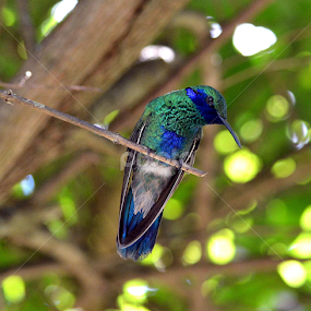 Sparkling Violet Ear Hummingbird by Milton Moreno - Animals Birds