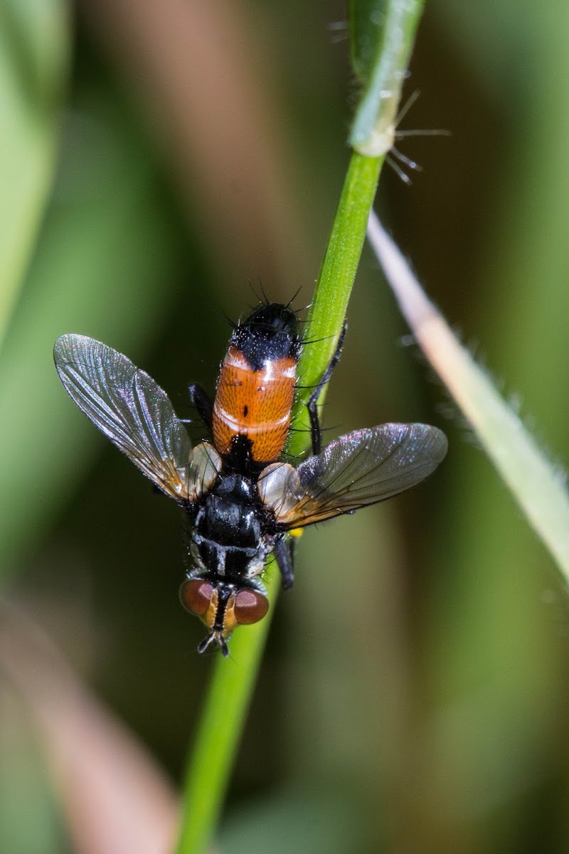 Tachinidae Fly