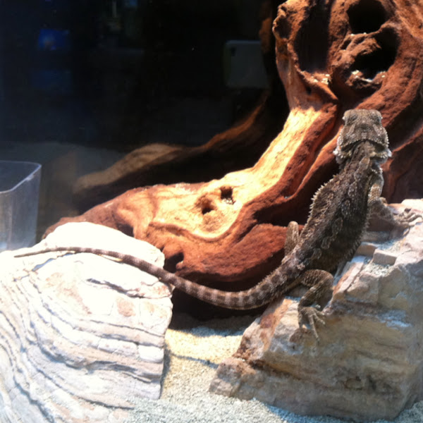 Bearded Dragon | Project Noah