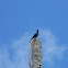 Asian Glossy Starling