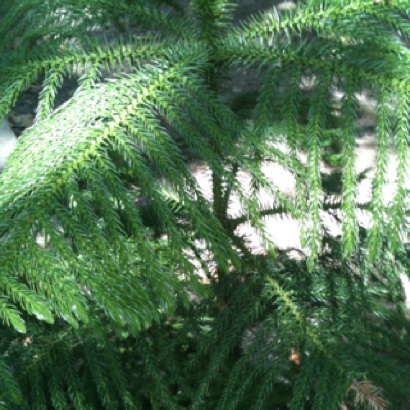 Star Pine or Norfolk Island Pine