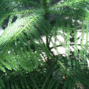 Star Pine or Norfolk Island Pine