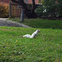 Tree squirrel