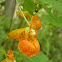 Spotted jewelweed