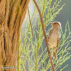 Eurasian Blackcap