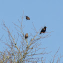 European Starling (Black)