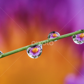 Granules Lotus by Franciscus Satriya Wicaksana - Nature Up Close Natural Waterdrops