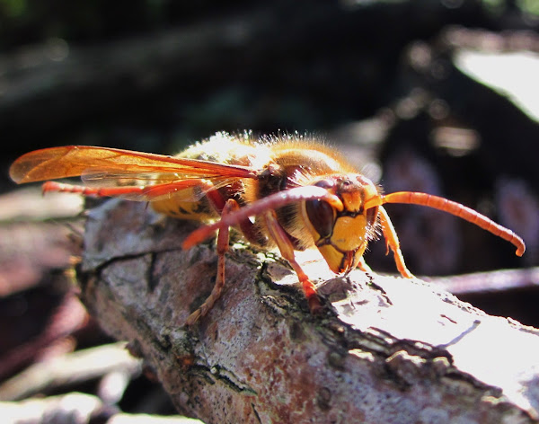 european Project Noah