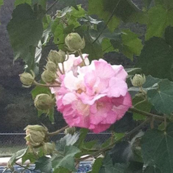 The Confederate Rose Project Noah