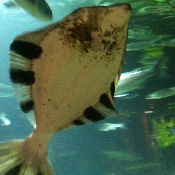 Flounder Project Noah