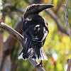Black-winged Currawong