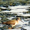 Common Red Shank