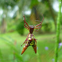 Six-spined Orb-web Spider