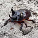 Ox Beetle(male)