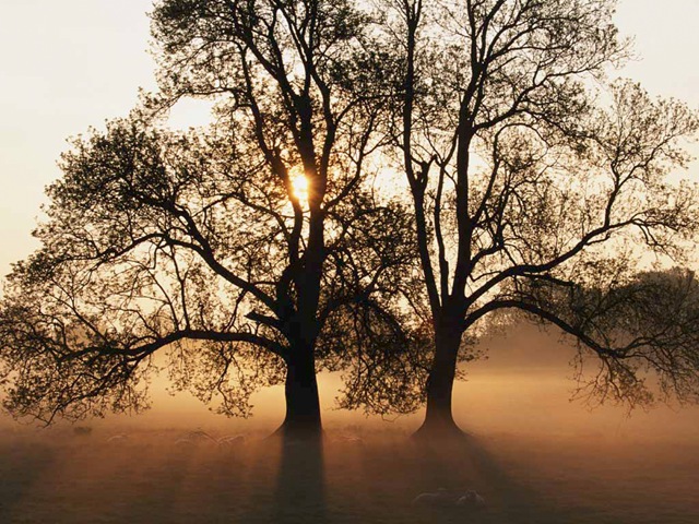 [Tree[3].jpg]