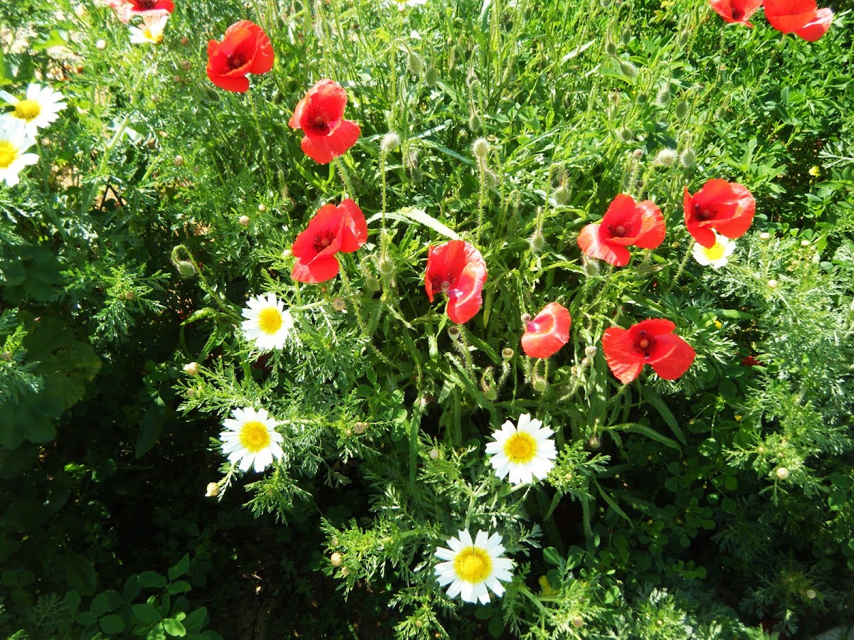 Poppies amongst Daisies
