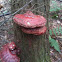 Hemlock fungi