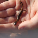 Northern Zigzag Salamander