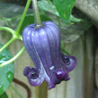 Purple leatherflower