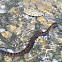 Northern Water Snake