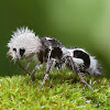 "Panda Ant" (wingless wasp)