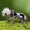 "Panda Ant" (wingless wasp)