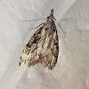 Short-cloaked Moth